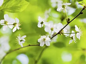 Deserted Cherry Blossom Tree Drucke: Cherry blossoms with green background