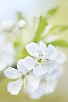Delicate Blooms Drucke: Cherry blossoms in spring, delicate colours