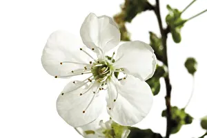 Cherry Blossom Flowers Drucke: Cherry blossoms on a twig