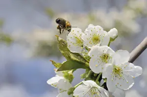 Cherry Blossom Season Drucke: Cherry, cherry blossoms, prunus