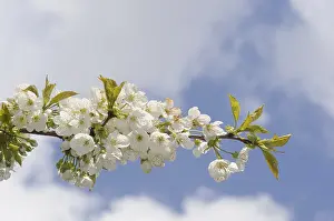 Fruit Tree Bloom Drucke: Cherry, cherry blossoms, prunus