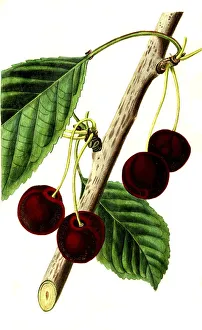 Vintage Styled Engraving Drucke: Cherry, cherry variety, the Waterloo cherry