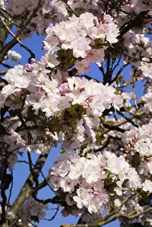 Rosaceae Family Plants Drucke: Cherry flowers