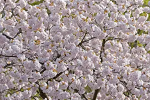 Deciduous Tree Germany Drucke: Cherry (Prunus) tree at cherry blossom