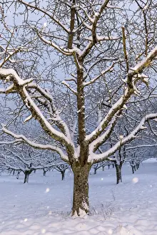 Central Europe Snowy Landscape Drucke: Cherry (Prunus) trees Snowfall