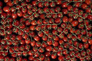 Drucke von Kirschenrote Tomaten mit grünen Blättern - Haufen von vielen kleinen Früchten, Blick von oben, Liptovsky Hradok, Slowakei Slowakei Drucke: Kirschenroter Tomaten mit grünen Blättern - Haufen von vielen kleinen Früchten.