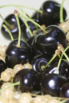 Types Of Cherries Drucke: Cherry sort Schwarzer Falter