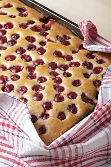 Baked Goods Close View Drucke: Cherry sponge cake closeup, opened after baking