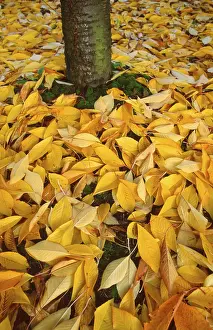 Autumn Foliage In Germany Drucke: Cherry tree and autumn foliage