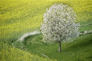 Cherry Blossom Landscape Drucke: Cherry Tree in Full Bloom along Fields of Rapeseed and Barley