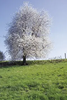 Nature Botany Photography Drucke: Cherry Tree in bloom on a meadow