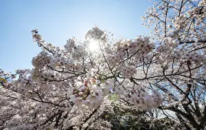 Cherry Blossoms Tokyo Drucke: Cherry tree blossoms in spring