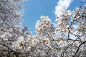 Springtime In Tokyo Japan Drucke: Cherry tree blossoms in spring