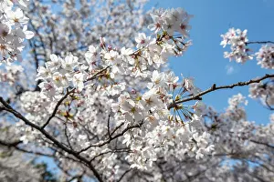 Deciduous Tree Fruit Blossom Drucke: Cherry tree blossoms in spring