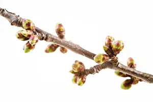 Deciduous Tree Close Up Drucke: Cherry tree (Cerasus) twig in spring