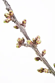 Deciduous Tree Close Up Drucke: Cherry tree (Cerasus) twig in spring