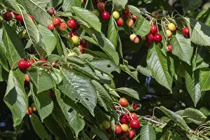 Deciduous Fruit Trees Drucke: Cherry tree with cherries (Prunus avium)