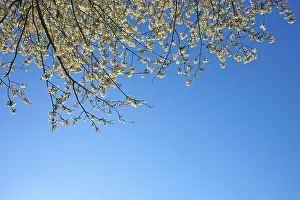 German Cherry Blossoms Drucke: Cherry tree, cherry blossoms, sky