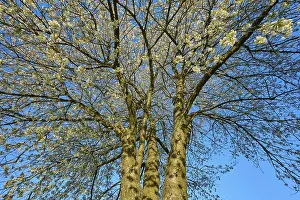 Odenwald Nature Scene Drucke: Cherry tree, cherry blossoms, sky