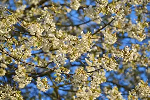 Southern German Landscape Drucke: Cherry tree, cherry blossoms, spring