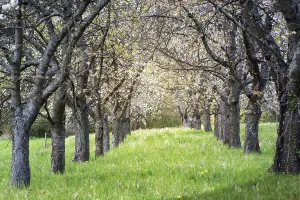 In Full Bloom Photos Drucke: Cherry tree grove in full bloom in Spring