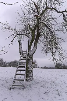 Bavarian Agricultural Scenery Drucke: Cherry tree with ladder in winter