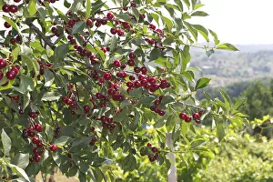 Drucke von Kirschbaum mit reifen Früchten - Slowenien Slowenien Drucke: Kirschbaum mit reifen Früchten - Slowenien.