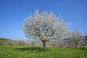 Cherry Blossom Drucke: Cherry tree, meadow, blossom, spring