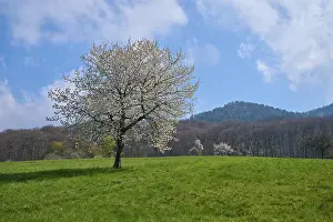 Hilly German Countryside Drucke: Cherry tree, meadow, clouds, blossom