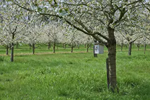 German Cherry Blossom Season Drucke: Cherry tree, orchard, blossom, nesting box