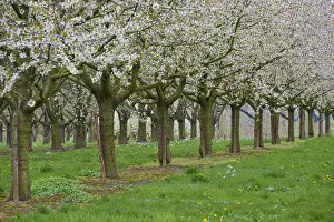 Cherry Blossom Drucke: Cherry tree, orchard, blossom, spring
