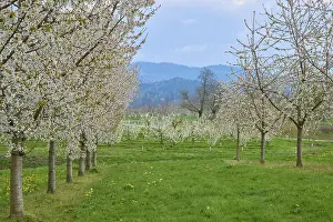 Cherry Blossom Drucke: Cherry tree, orchard, blossom, spring