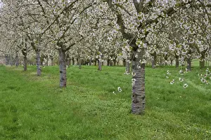 Agricultural Crop Plantation Drucke: Cherry tree, orchard, blossom, spring