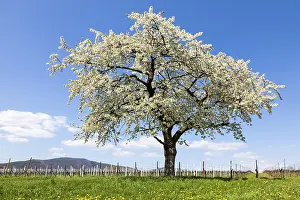 Cherry Blossom Inflorescence Drucke: Cherry Tree (Prunus avium) in full bloom