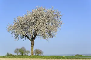 Fruit Tree Flowering Season Drucke: Cherry tree (Prunus) in bloom, blue sky
