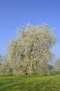 White Cherry Blossoms Drucke: Cherry tree (Prunus) in full bloom in front of blue sky
