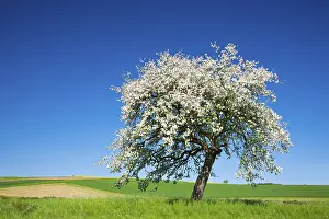 Cherry Blossom Tree Drucke: Cherry tree (Prunus) in full bloom under a blue sky in the middle of fields and meadows