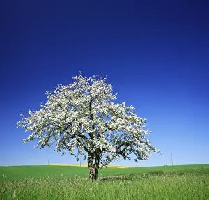 Fruit Tree Blossoms Europe Drucke: Cherry tree (Prunus) in full bloom under a blue sky in the middle of fields and meadows