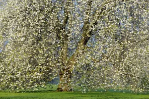 Botany Inflorescence Images Drucke: Cherry tree (Prunus) in full bloom, Germany