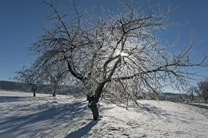 Bavarian Landscape Photo Drucke: Cherry tree (Prunus) with hoarfrost in backlight