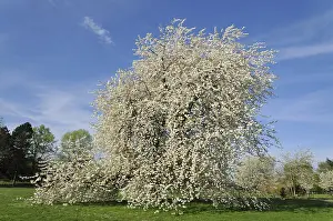Cloudless Blue Skies Europe Drucke: Cherry tree (Prunus sp.) In full bloom