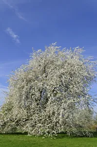 Blue Sky Drucke: Cherry tree (Prunus sp.) In full bloom