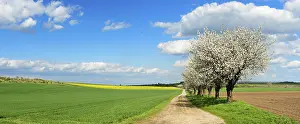 Country Lane Germany Drucke: Cherry trees in full bloom, field path through fields in spring