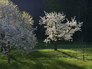 Fruit Tree Photography Drucke: Cherry trees in bloom, Walchwil