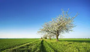 Fruit Tree Cultivation Europe Drucke: Cherry trees in blossom on a field path in spring