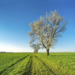 Country Lane Scenery Drucke: Cherry trees in blossom on a field path in spring