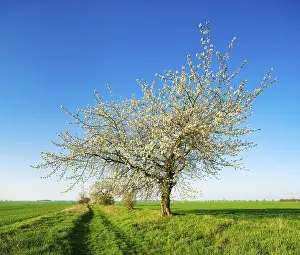 Central Europe Agricultural Land Drucke: Cherry trees in blossom on a field path in spring