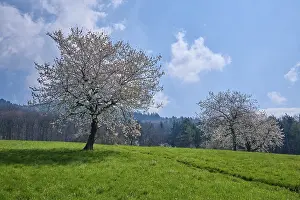 Cherry Tree Inflorescence Drucke: Cherry trees, meadow, clouds, blossom