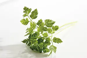 Indoor Leafy Plants For Sale Drucke: Chervil