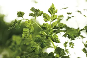 Indoor Plant Photography Drucke: Chervil
